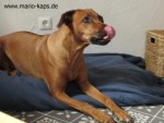 Dayo-Schnauze-schlecken_400x300