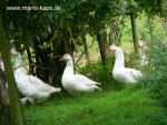 Krusenhof-Gänse3_400x300