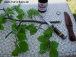Buchenzweig_400x300